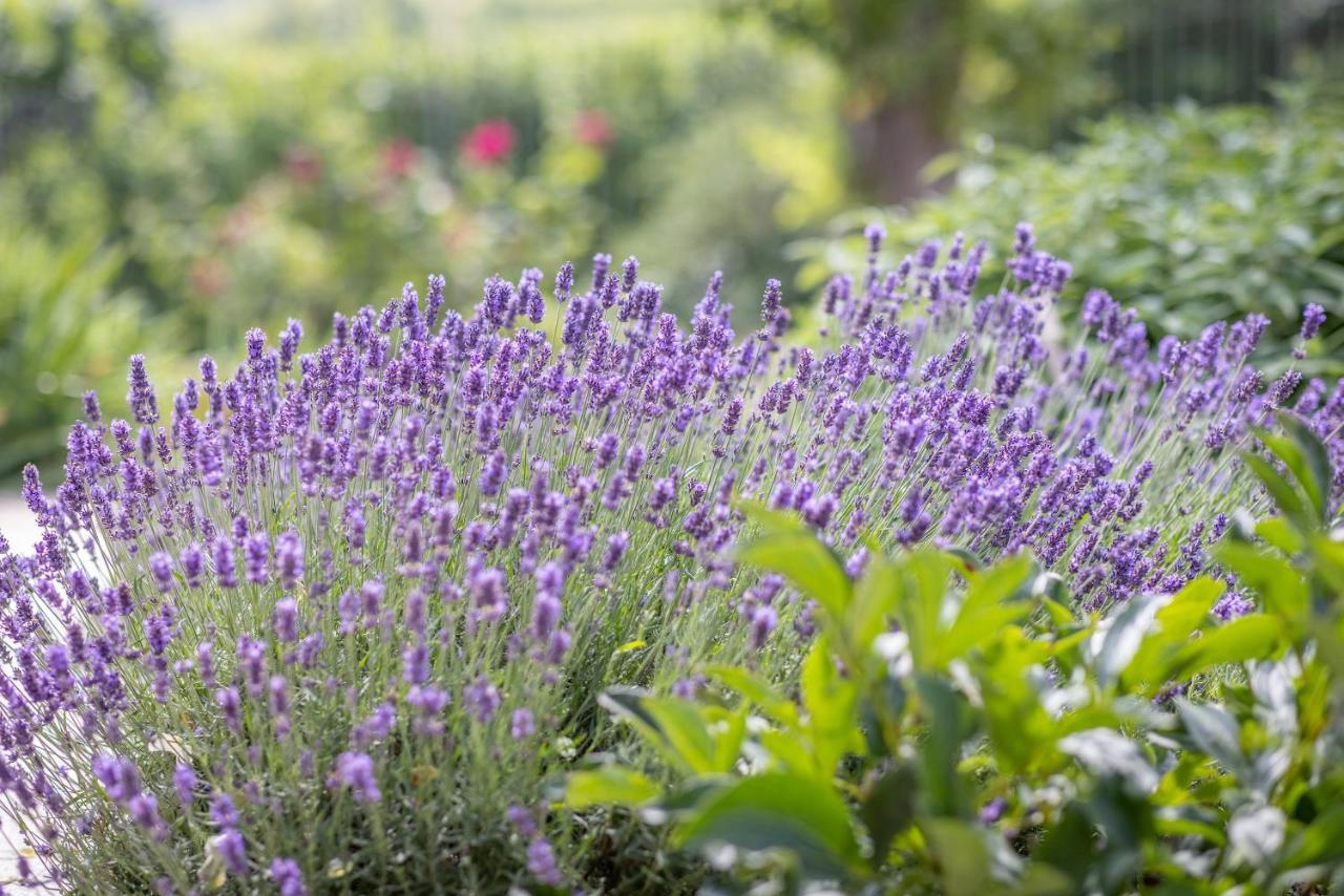 Agriturismo Tre Stelle บาร์บาเรสโก ภายนอก รูปภาพ
